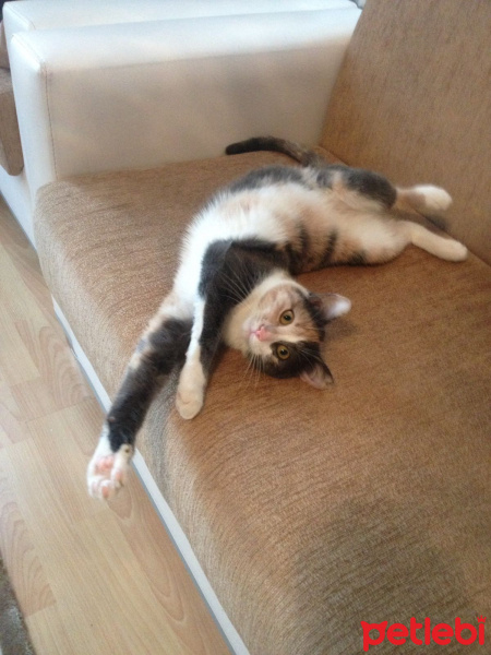 Tekir Kedi, Kedi  Duduş fotoğrafı