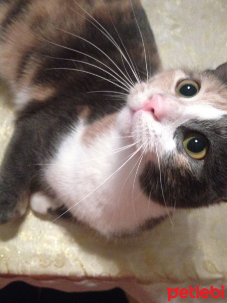 Tekir Kedi, Kedi  Duduş fotoğrafı