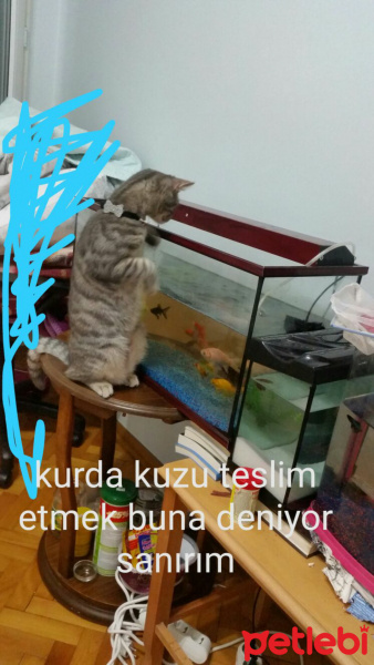 British Shorthair, Kedi  Mia fotoğrafı