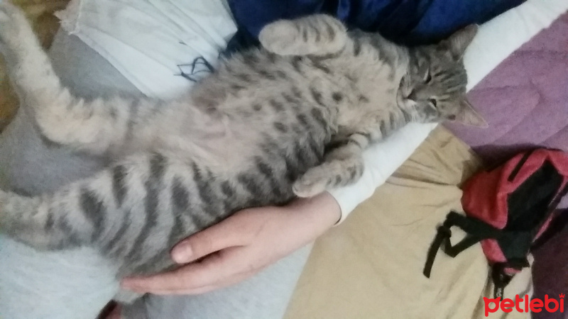 British Shorthair, Kedi  Mia fotoğrafı