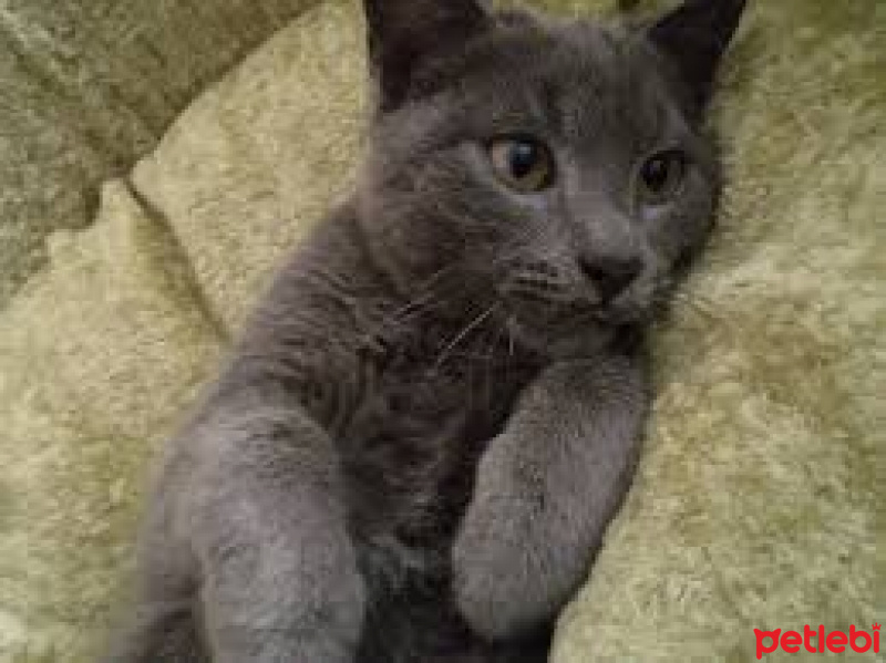 Mavi Rus, Kedi  bulut fotoğrafı
