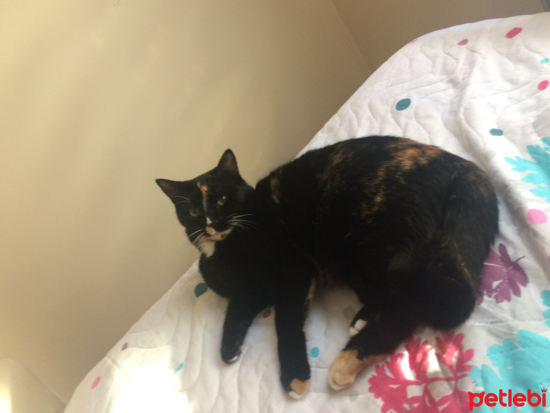 Tekir Kedi, Kedi  Zeytin fotoğrafı