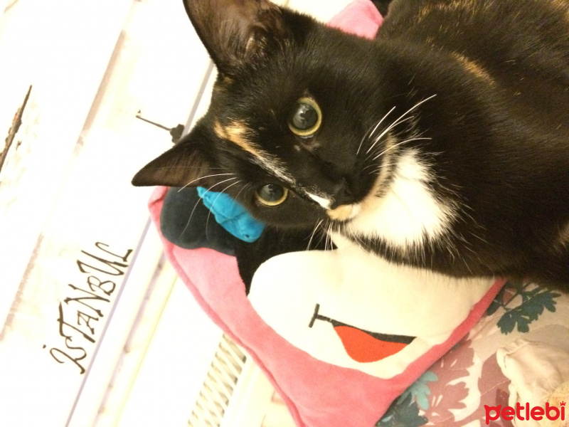 Tekir Kedi, Kedi  Zeytin fotoğrafı