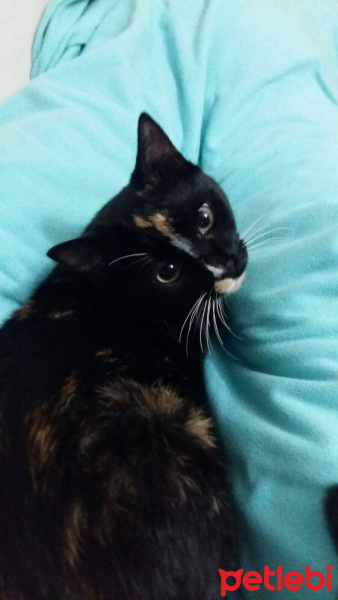 Tekir Kedi, Kedi  Zeytin fotoğrafı