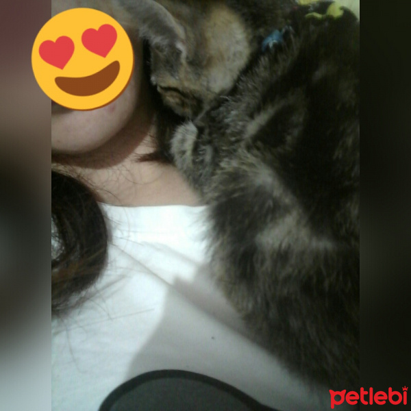 Tekir Kedi, Kedi  Pamuk fotoğrafı