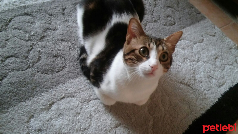 Tekir Kedi, Kedi  Boncuk fotoğrafı