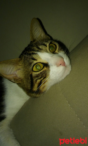 Tekir Kedi, Kedi  Boncuk fotoğrafı