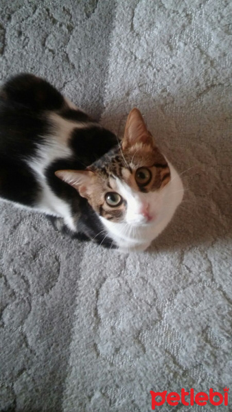 Tekir Kedi, Kedi  Boncuk fotoğrafı