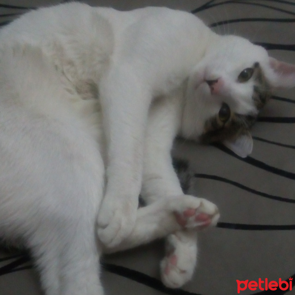American Curl, Kedi  Cakıl fotoğrafı