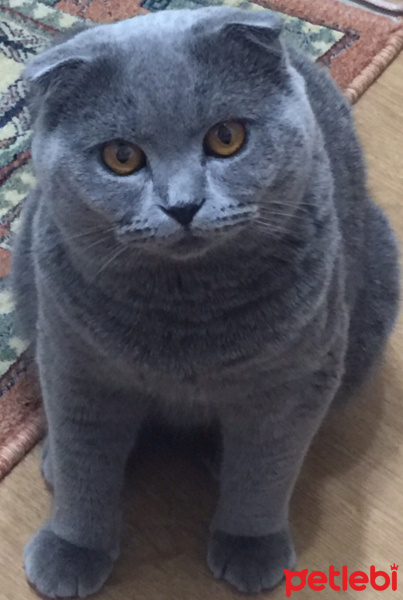 Scottish Fold, Kedi  Paşa fotoğrafı