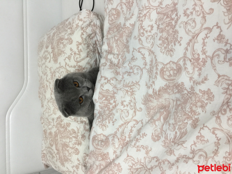 Scottish Fold, Kedi  Paşa fotoğrafı
