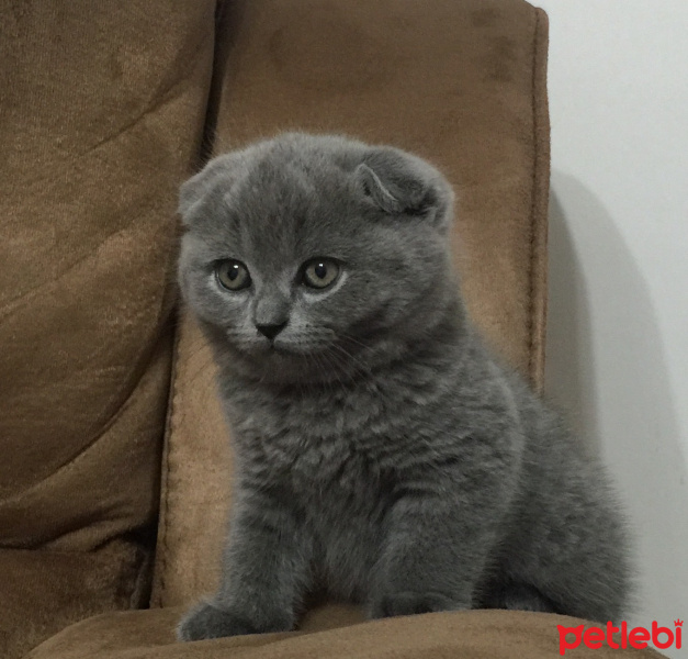 Scottish Fold, Kedi  Paşa fotoğrafı