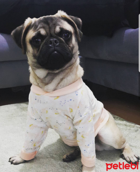 Pug, Köpek  Paşa fotoğrafı