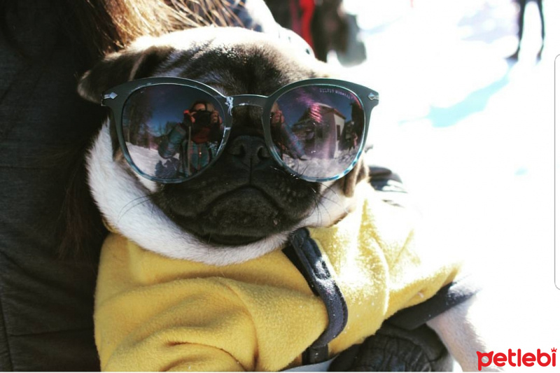 Pug, Köpek  Paşa fotoğrafı