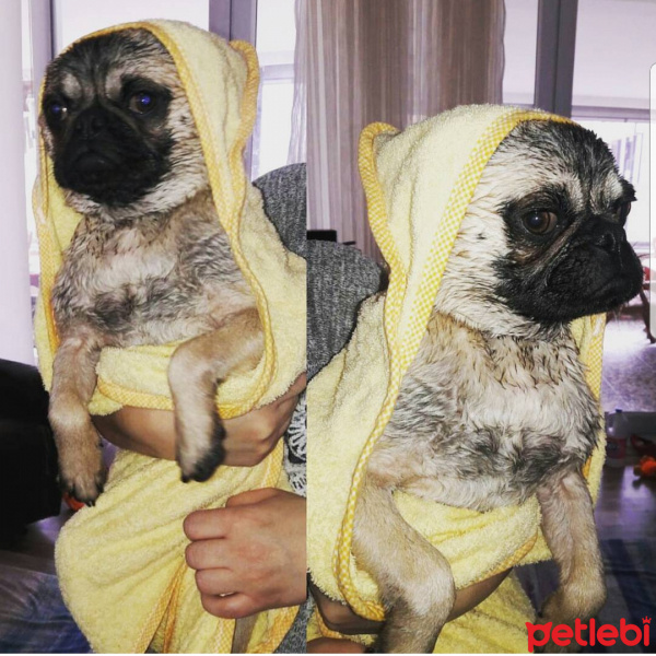 Pug, Köpek  Paşa fotoğrafı