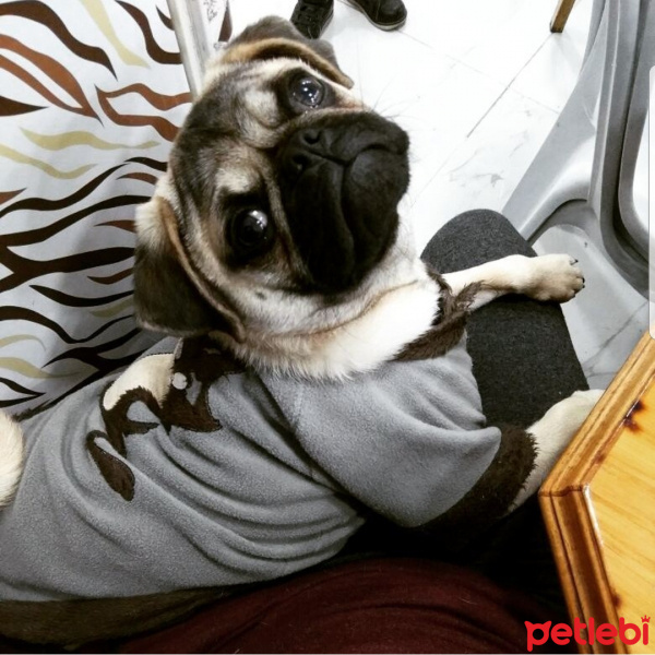 Pug, Köpek  Paşa fotoğrafı