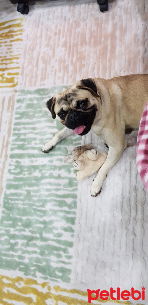 Pug, Köpek  Paşa fotoğrafı