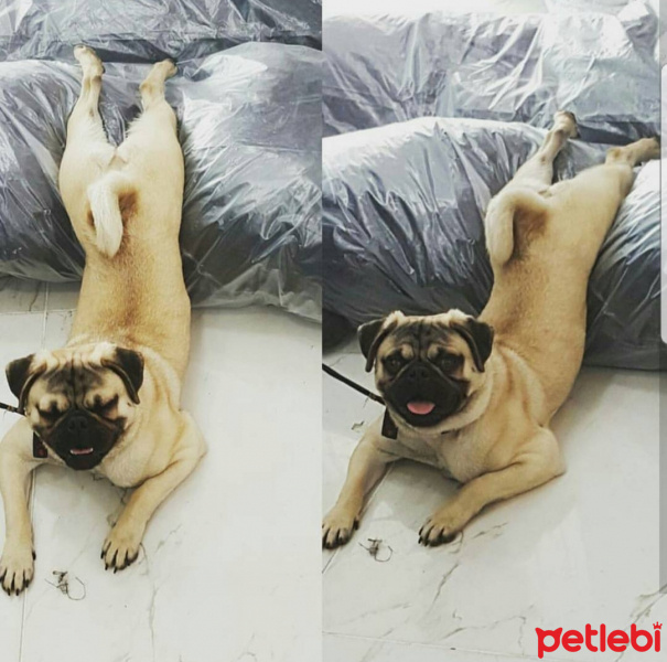 Pug, Köpek  Paşa fotoğrafı
