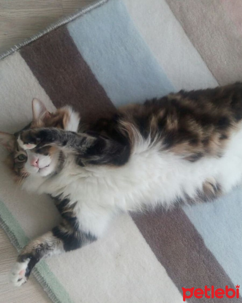Tekir Kedi, Kedi  Bıdık Tekila fotoğrafı