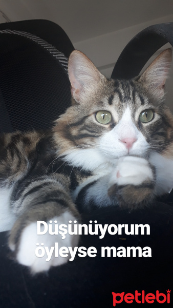 Tekir Kedi, Kedi  Bıdık Tekila fotoğrafı