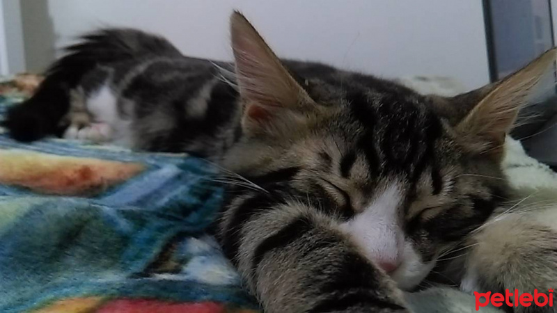 Tekir Kedi, Kedi  Bıdık Tekila fotoğrafı