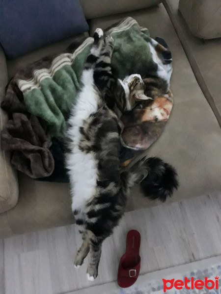 Tekir Kedi, Kedi  Bıdık Tekila fotoğrafı