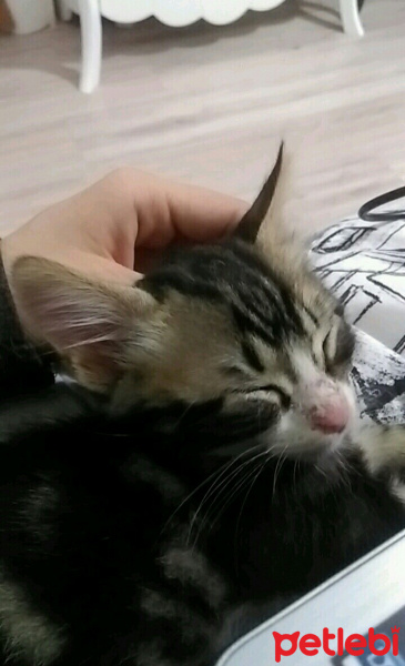 Tekir Kedi, Kedi  Bıdık Tekila fotoğrafı