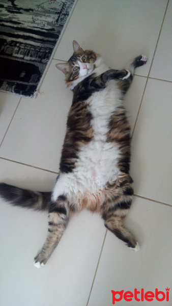 Tekir Kedi, Kedi  Bıdık Tekila fotoğrafı