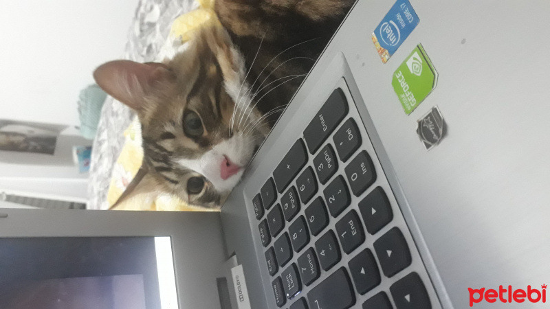 Tekir Kedi, Kedi  Bıdık Tekila fotoğrafı