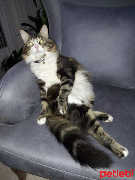 Tekir Kedi, Kedi  Bıdık Tekila fotoğrafı