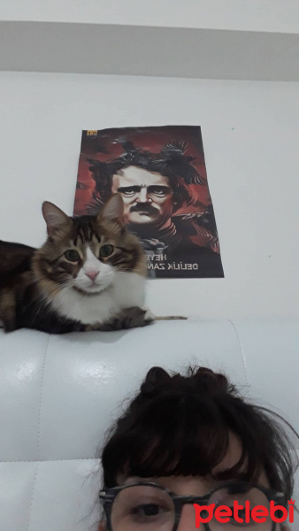 Tekir Kedi, Kedi  Bıdık Tekila fotoğrafı