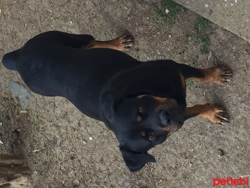Rottweiler, Köpek  Paşa fotoğrafı