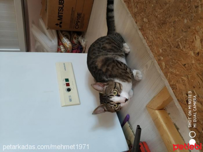 Tekir Kedi, Kedi  çıpa fotoğrafı