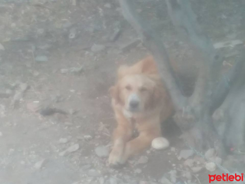 Golden Retriever, Köpek  SAHİPLENDİ fotoğrafı