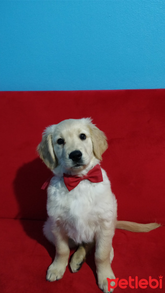 Golden Retriever, Köpek  Bobbi fotoğrafı