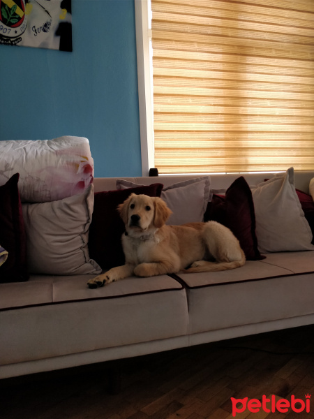 Golden Retriever, Köpek  Bobbi fotoğrafı