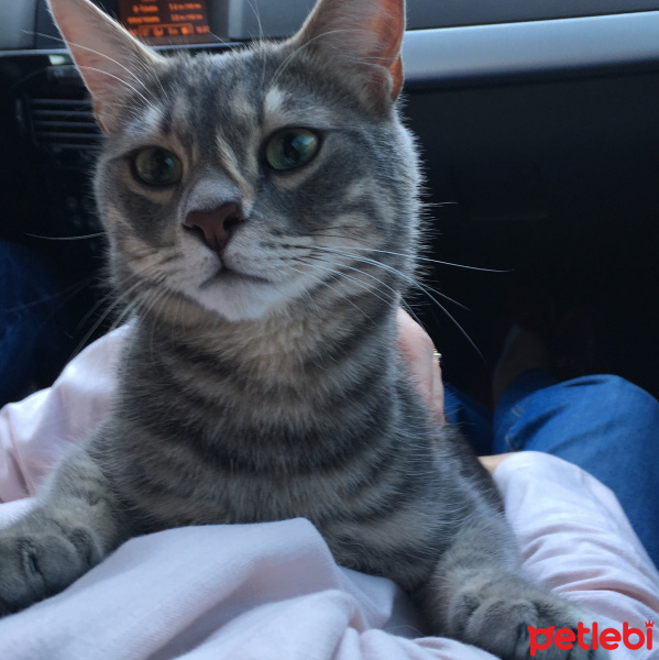 Tekir Kedi, Kedi  Leo fotoğrafı