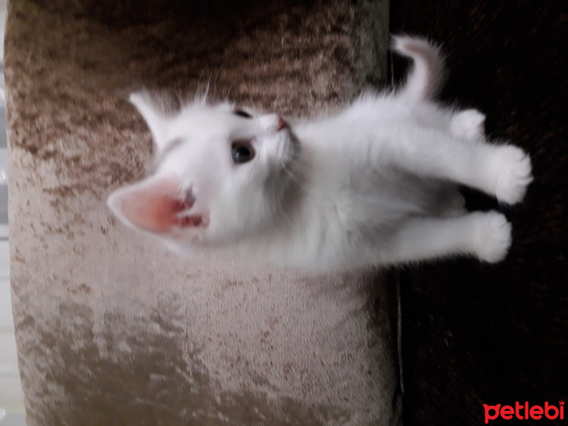 Ankara Kedisi, Kedi  Pamuk fotoğrafı