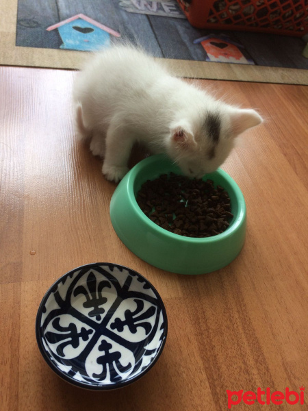 Ankara Kedisi, Kedi  Pamuk fotoğrafı