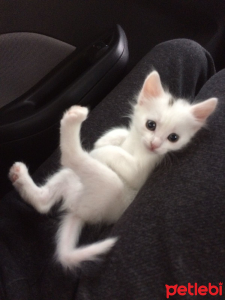 Ankara Kedisi, Kedi  Pamuk fotoğrafı