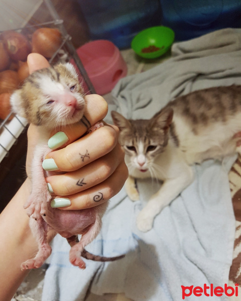 American Shorthair, Kedi  Minik fotoğrafı