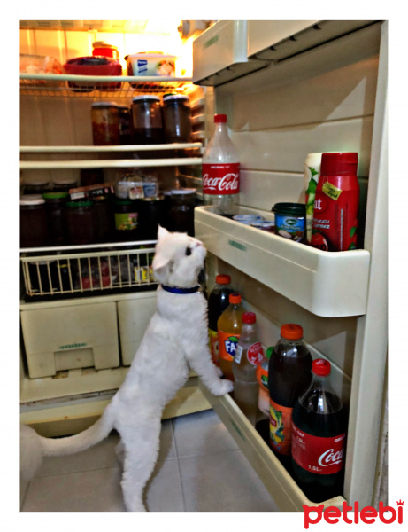 Chinchilla, Kedi  Casper fotoğrafı