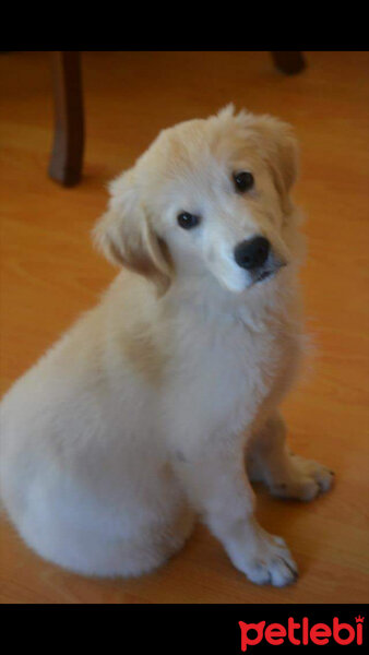 Golden Retriever, Köpek  Poyraz fotoğrafı