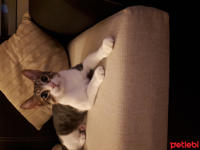 Tekir Kedi, Kedi  LEO fotoğrafı