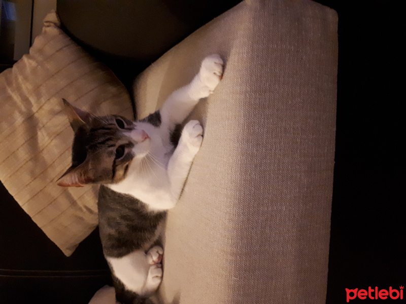 Tekir Kedi, Kedi  LEO fotoğrafı