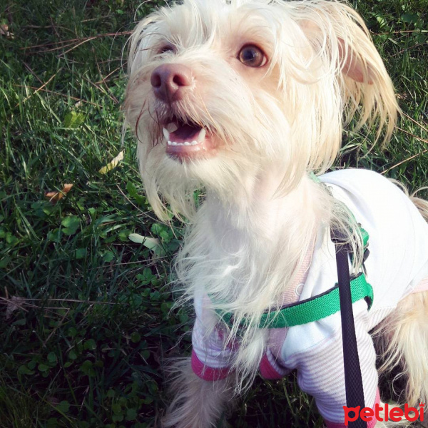 Maltese, Köpek  Bonnie fotoğrafı