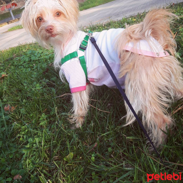 Maltese, Köpek  Bonnie fotoğrafı