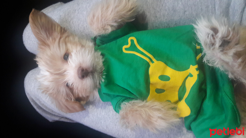 Maltese, Köpek  Bonnie fotoğrafı