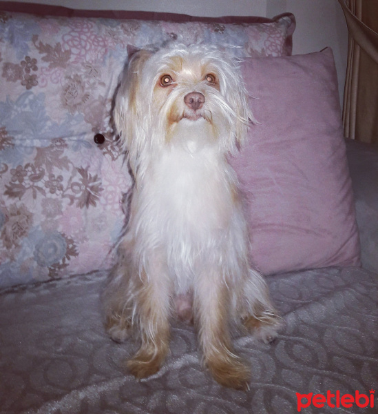 Maltese, Köpek  Bonnie fotoğrafı
