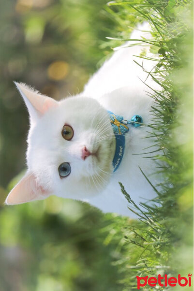 Van Kedisi, Kedi  Ponçik fotoğrafı